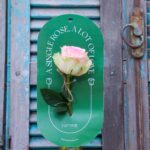 Rose Single (Designed) - Nature by Marc Beyrouthy