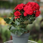 Begonia Red (Plant) - NatureBMB
