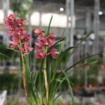 Cymbidium (Plant) - NatureBMB