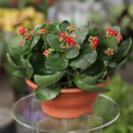 Kalanchoe Red 23cm (Plant) - NatureBMB