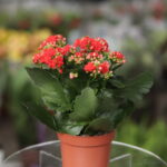 Kalanchoe (Plant) - NatureBMB