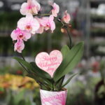 Phalaenopsis Orchid Circle (Plant) - NatureBMB