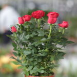 Rose (Plant) - NatureBMB