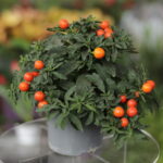 Solanum pseudocapsicum (Plant) - NatureBMB
