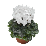 Cyclamen (Plant) - NatureBMB