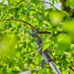 Battery Telescopic Pruning Loppers HighCut 250/18V P4A — 18 V, 28 mm Cutting, 4 m Reach, Bypass - Image 2