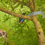 Bypass Cut, Telescopic Pruning Lopper with Saw, 6.5 m Total Reach, 32 mm Cutting Diameter, Bypass Cut - Image 3