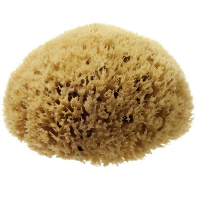 Picture35 London Natural Honeycomb Sea Sponge Size 5.55 - Scentel - Image 1