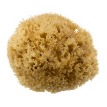 Picture39 London Natural Honeycomb Sea Sponge Size 4.4.5 - Scentel - Image 1